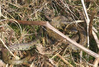 Legal Protection All native British reptile species are legally protected All the species found in this area (ie the adder, grass snake, common lizard and slow-worm) are protected under the Wildlife