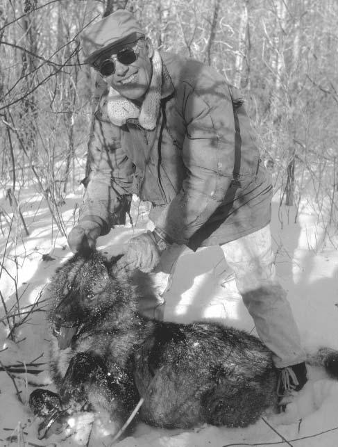 Figure 3. A Canadian trapper exhibits a male wolf immobilized with a leg trap and subsequently shot in Manitoba in 1986. Photograph: Paul Paquet.