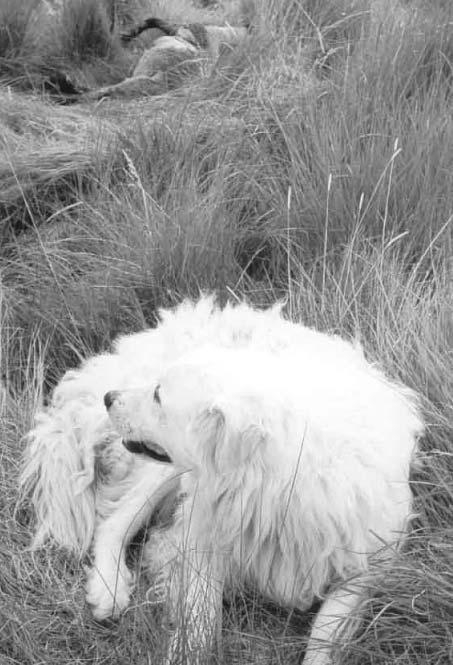 Figure 6. A Maremma livestock guardian dog looks at the carcass of a sheep killed by wolves. Photograph: Marco Musiani. to both the compensation and the incentive programs.