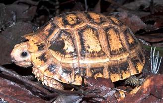 Subsequently, Williams (in Loveridge and Williams 1957) partitioned the all-encompassing tortoise genus Testudo, by placing three tortoise species in the subgenus Indotestudo, which in turn was