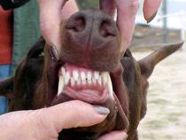 The Doberman Mouth Some judges have trouble with the Doberman mouth. The Doberman has 42 correctly placed teeth. Correctly placed teeth mesh like pinking shears.