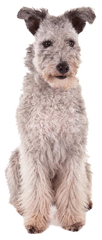 PUMI Reminder The Pumi will be accepted into the Herding Group and eligible for competition in regular breed classes on July 1, 2016.