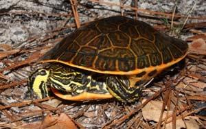 Wetlands are Important Breeding sites for amphibians Home for aquatic and semiaquatic turtles and snakes Source of food for upland snakes, such as indigos and hognoses Suite of different types of