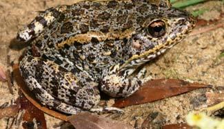 Gopher Frog Can travel up to 2 km (1.2 mi.