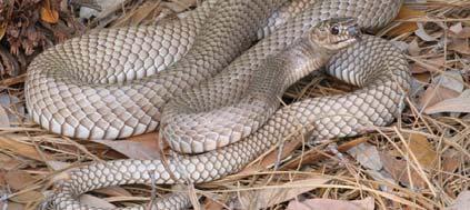 snakes at Ordway 0.5 171 ha (1.