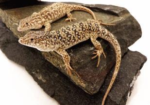 Steppe Runner Eremias arguta LIFE SPAN: steppe runners are relatively new to the pet trade but it is thought that they can live up to 10 years in captivity AVERAGE ADULT SIZE: up to 6 inches CAGE