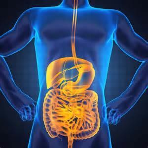 Healthy Human Gut Microbiome Gut contains ~10 14 bacteria (100 trillion) Estimated 1000 species in