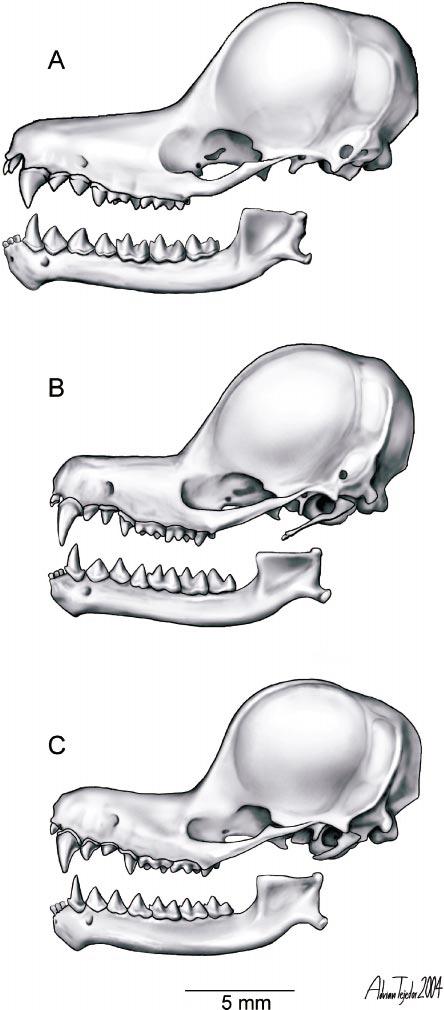 2005 TEJEDOR ET AL.: REVISION OF NATALUS 5 Fig. 1. Lateral view of the skull of three species of Greater Antillean bats of the genus Natalus: A, N. primus (Cuba; MNHN 51, field number); B, N.