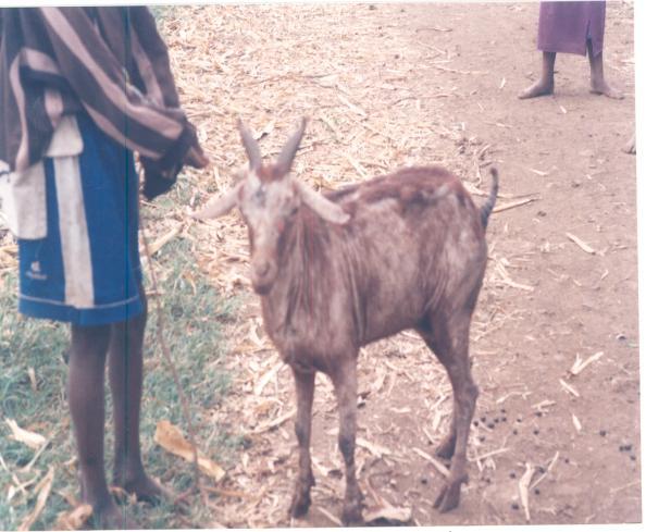 ovis have a wide geographic distribution in many goat (Figure 5) and sheep rearing in arid and semi-arid areas of Ethiopia, and it is more commonly seen in goats than sheep (Figures 1a, b, 3a, b and