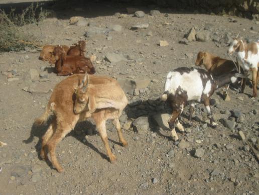 Demodectic mange is distributed in different agroecological zones in Ethiopia as reported by Yacob et al.