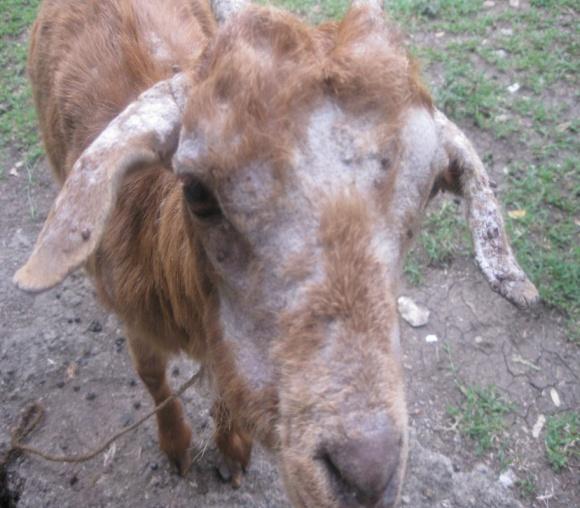 The highest prevalence was 6.8% in goats by Mulugeta et al. (2010) in and around Mekele, followed by 2.83% by Asnake et al. (2013) in southern Ethiopia. Pediculosis Figure 4.