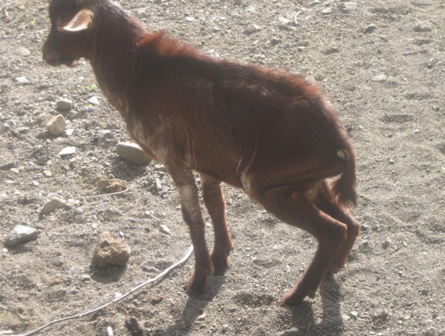Tolossa 29 Figure 5. Goat affected with generalized sarcoptic mange (lameness and unthriftyness) in Kamisse (Wollo). Source: Yacob Hailu (2012). Figure 6. Psoroptic mange in sheep.