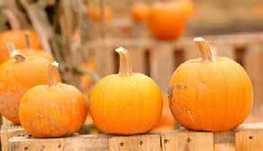 FALL FESTIVAL Mark Your Calendars: Laurel Creek neighbors will get together to celebrate fall and Halloween on Friday, October 31st at 6pm