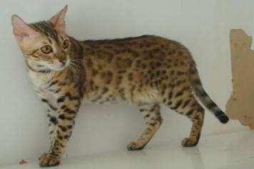 Asian Leopard Cat (Borneo