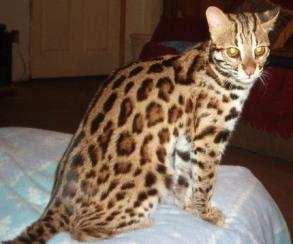 Bengal Heritage - The Asian Leopard Cat (Prionailurus bengalensis) Small wild cat species, from 5-15 lbs.