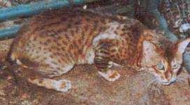 1 2010 Bengal Breed Seminar Bengal Cat Heritage Domestic Cats 2 3 4 5 6 7