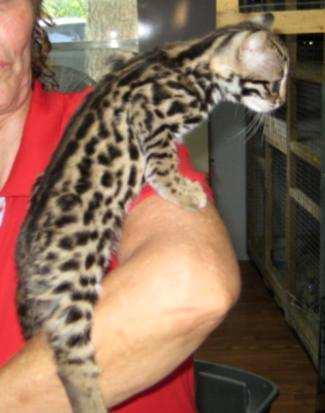 Foundations The Bengal Cat is derived from hybrids between the Asian Leopard Cat (Prionailurus bengalensis) and
