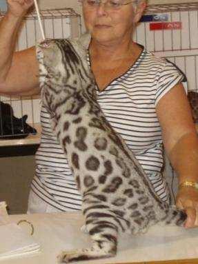 First Bengal registered with TICA, shortly after TICA s inception in 1980 2010 Bengal Breed Seminar The Bengal in TICA 1986 Jean Mill and others registered 33 Leopardettes with