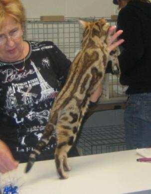 Mink & Seal Sepia colors were granted Championship 1995 More than 10,000 Bengals registered with TICA 2000 s Bengals become one of the most popular pet & show cats 2005 Silver