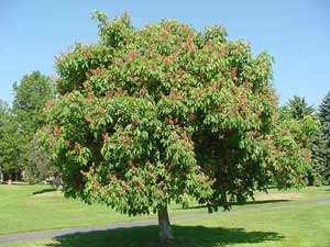Plants and Trees of Ohio Facts About The Buckeye Tree The buckeye tree can grow 30 to 60 feet tall, and it also can Grow to be 60 to 80 years old.