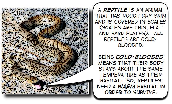 Chapter 11: Page 95 This week, you will be exploring three different kinds of animals: Our first stop...reptiles! There are thousands of different species of reptiles.