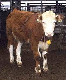 TAMU net feed intake studies Experimental Designs: Growing calves adapted