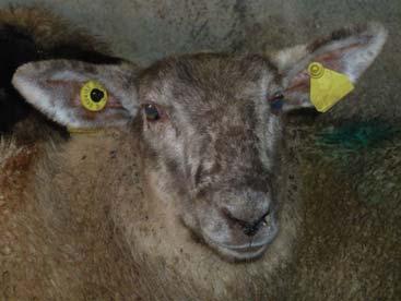 2. All sheep, born in 2010 or later, and being retained beyond 12 months of age must be double tagged with an EID set. 3.