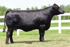 17 REA 0.00 API 99 Ryan pay attention here! This Gator(SAV 004 Traveler 4836) sired half-blood is out of the renowned Sloup donor-svf Ebony s Charm.