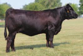 10 API 108 Here is a maternal sister to Bailey Wesner s heifer that was 5th overall at Junior Nationals!