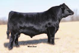 She has the spring of rib, depth and capacity that all cattlemen are trying to produce.