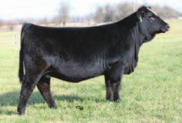 20 WLE Lola S64 - reference SS SVF HTP Daisy Mae 18X - reference DMN Daisy Mae- reference Rew Brenda -full sib to Lot 52 TMPF Amazing Gracereference 50 Birth Wt. 77 lbs.