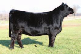 Just look at the long line of superior genetics in 15X and cross it with her being bred to Goldmine is just icing on the cake. Bred AI on 4-15-11 to LMF Movin Forward, ASA# 2429130.
