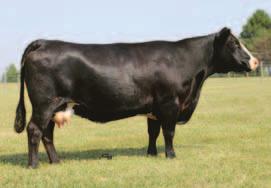 You can find quality daughters in herds such as Shipwreck Cattle Co. in Texas and Wilson Farms in Kentucky selected a $3000 open heifer in 2010.