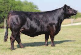 Her first bull calf sold to Drake Simmentals and this great female will have a Bettis calf by sale day. She is a breeding piece! Bred AI to Triple C Bettis, ASA# 2341670. Will calve by sale day.
