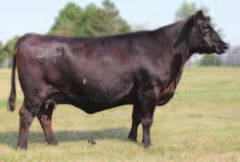 Breeders take note of this very proven outcross pedigree in Livin Legacy R455. These Preferred Beef daughters really milk and make excellent superb cows.
