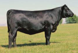 This one is an absolute load! The Movin Forwards are known for their extra body and power and when you cross him with the best Angus cow there has been for producing halfbloods you get this freak!