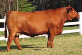 Embryos Rew SS Perfect Chance S32 - reference 6 6A Perfect Chance Embryos 2 sets of 3 Embryos Guaranteeing 1 Pregnancy on each set & Pine Ridge Simmentals SVF NJC Built Right N48 NJC Ebony Antoinette