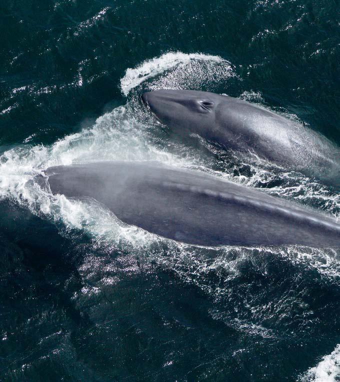 Blue whale babies weigh more than a car when they are born.