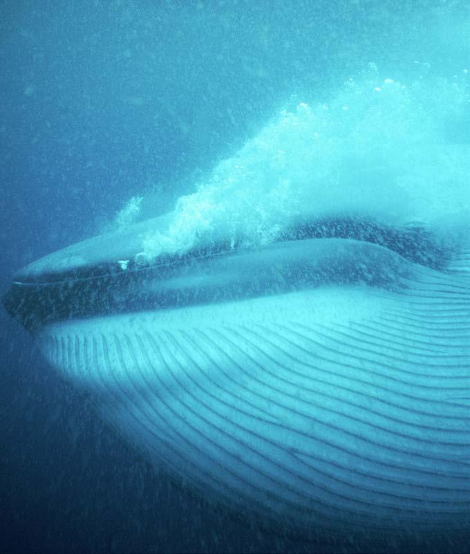 Blue whales only look blue under the water. On the surface, they are blue-gray. The Biggest Animals Blue whales are huge mammals. They are the biggest animals on Earth. baleen (n.) blubber (n.