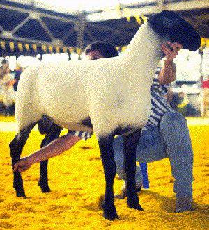 Suffolk most popular sheep breed in world medium wool breed originated in England