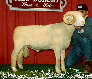 Dorset Originated in England medium-wool breed polled or horned completely white medium sized body