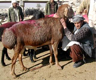 Turki largest breed of fatrumped sheep has two distinct camel humps of fat on their
