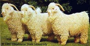 Angora Originated in Turkey well adapted to areas not fit for others almost totally white at