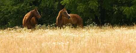 Did you know that approximately 20 percent of the horses on pasture shed 80 percent of the parasite eggs? That means there are a lot of horses being treated too frequently for parasites.