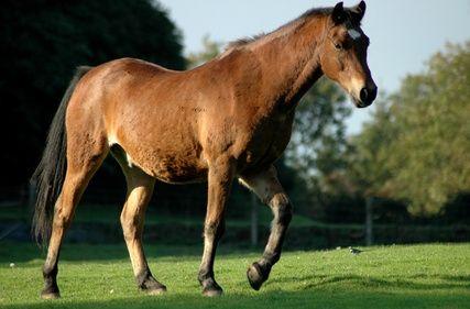 Caring for Your Older Horse Due to improvements in nutrition,