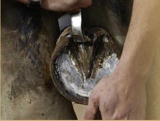 Hoof Care Housing Nutrition Exercise