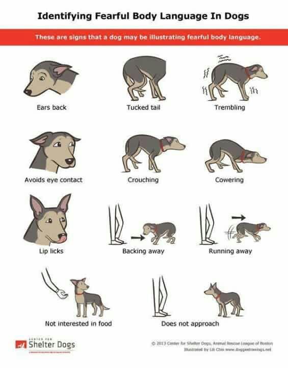 Dog Handling Body Language Ears can also help in determining what is really going on with an animal. The closer or more pinned the ears become, the more fearful the animal.