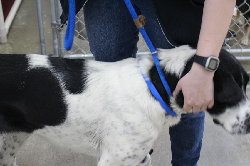 Dog Handling Removal from kennel Wrap or place the slip lead around the dogs neck