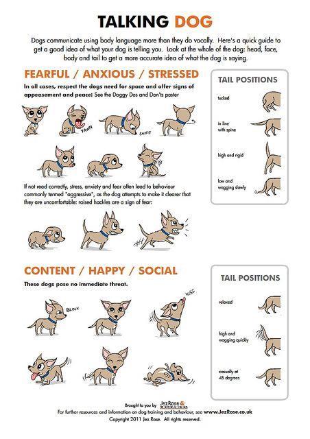 Dog Handling Body Language All of these scared behaviors can escalate into aggression if actions are not taken to deescalate. If the signs of fear are not heeded, they could lash out.