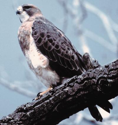 Swainson s Hawk (Buteo swainsoni) Status State: Threatened Federal: None Population Trend Global: Declining State: Declining Within Inventory Area: Unknown Data Characterization The location database